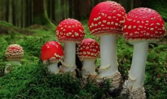 网络图片(侵删) 网络图片(侵删)