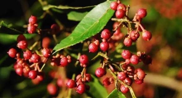 网络图片(侵删) 网络图片(侵删)