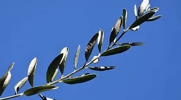 网络配图 网络配图