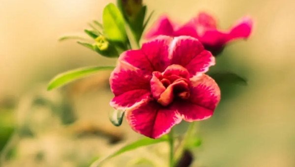 网络配图 网络配图