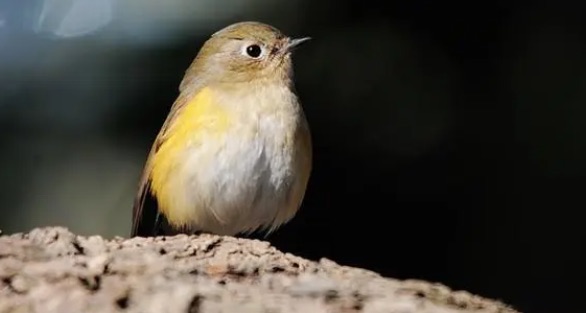 网络图片(侵删) 网络图片(侵删)