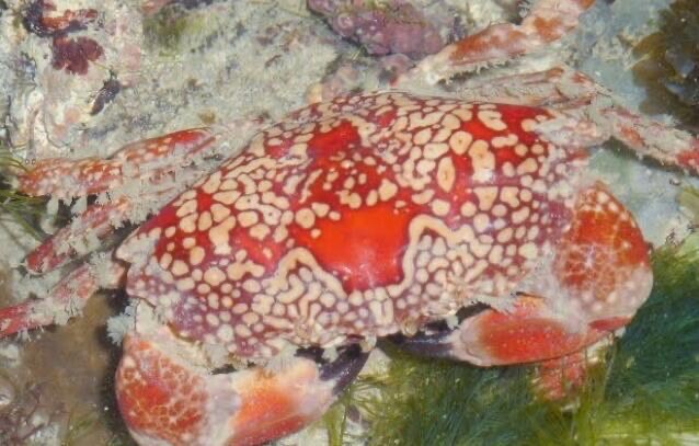 网络图片(侵删) 网络图片(侵删)