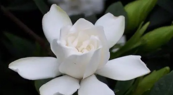 网络图片(侵删) 网络图片(侵删)