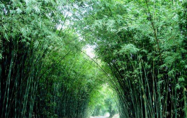 网络图片(侵删) 网络图片(侵删)