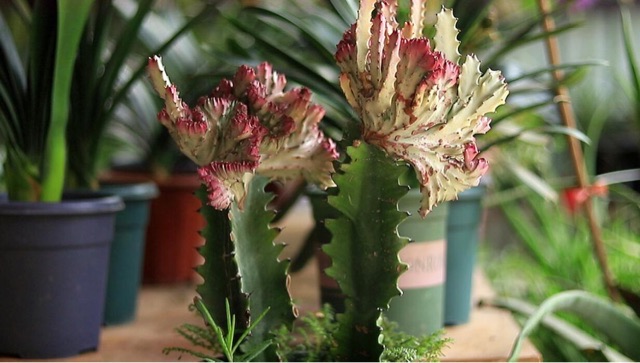 网络图片(侵删) 网络图片(侵删)