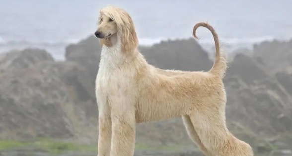 网络图片(侵删) 网络图片(侵删)