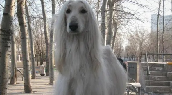 网络图片(侵删) 网络图片(侵删)