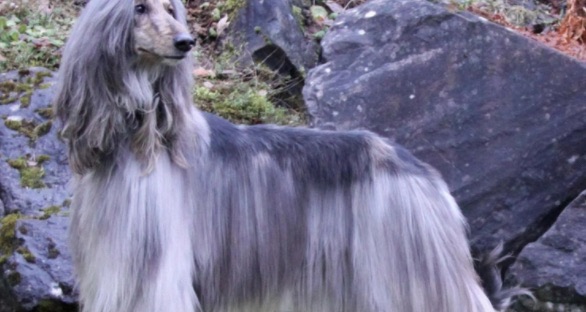 网络图片(侵删) 网络图片(侵删)