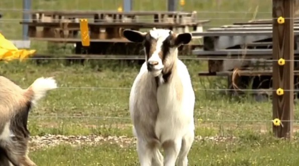 网络图片(侵删) 网络图片(侵删)