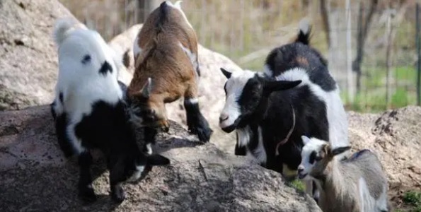 网络图片(侵删) 网络图片(侵删)