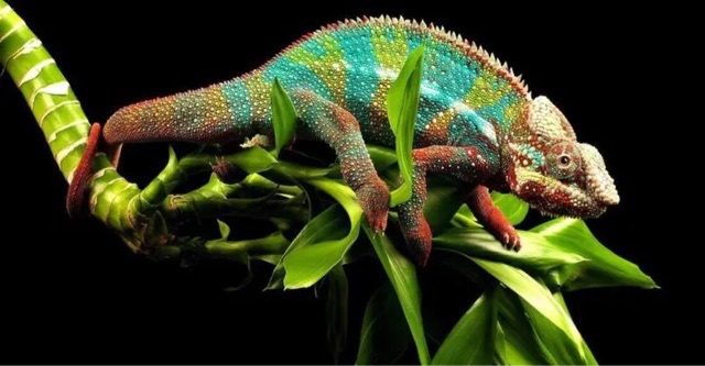 网络图片(侵删) 网络图片(侵删)