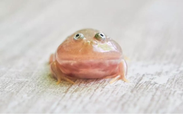 网络图片(侵删) 网络图片(侵删)