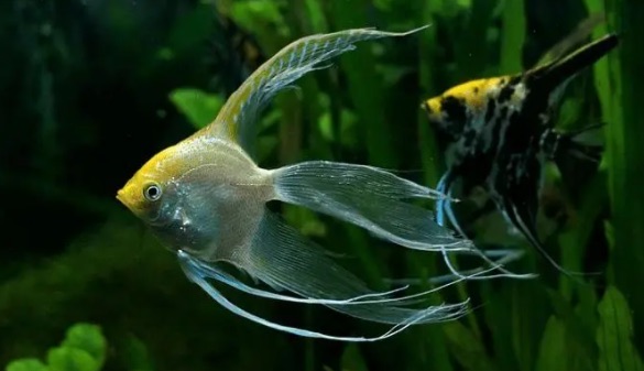 网络图片(侵删) 网络图片(侵删)