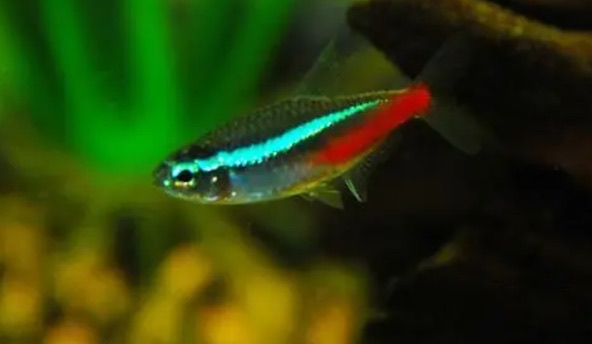 网络图片(侵删) 网络图片(侵删)