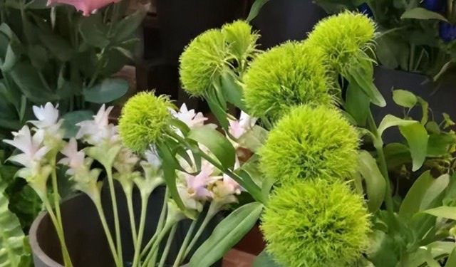 网络配图 网络配图