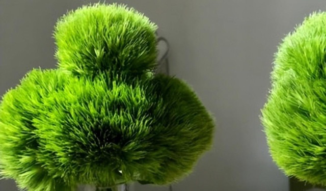 网络配图 网络配图