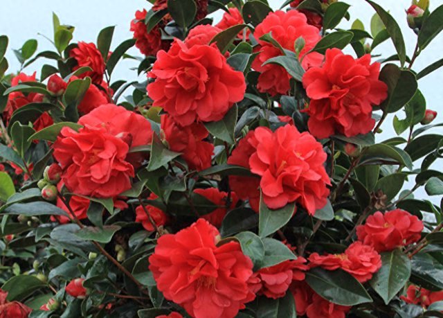 网络配图 网络配图