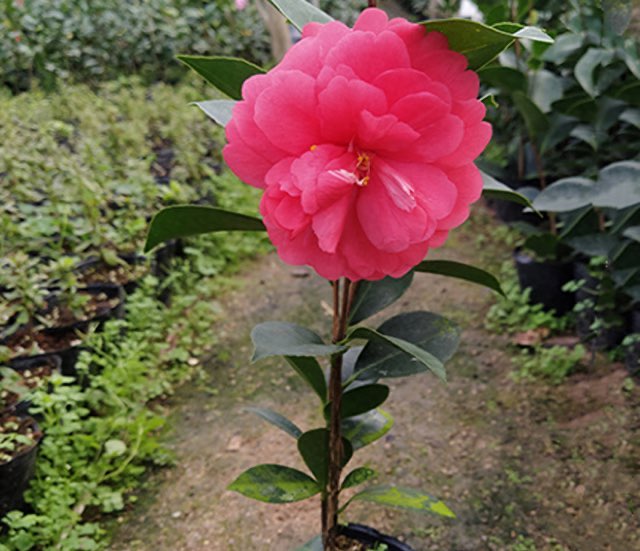 网络配图 网络配图