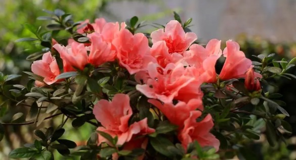 网络配图 网络配图