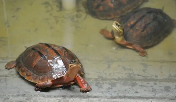 网络配图 网络配图