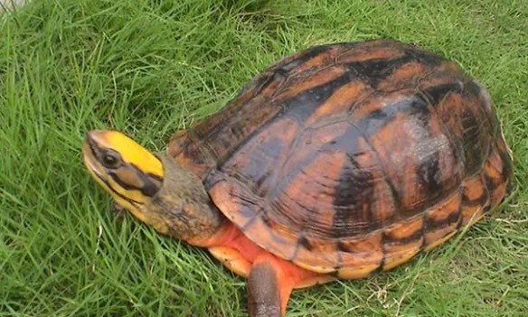 网络配图 网络配图