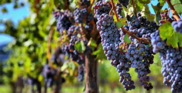 网络配图 网络配图