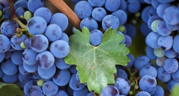 网络配图 网络配图