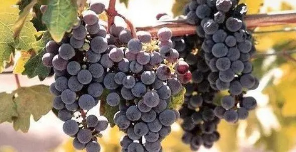 网络配图 网络配图