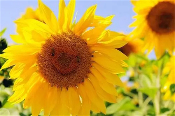 网络配图 网络配图