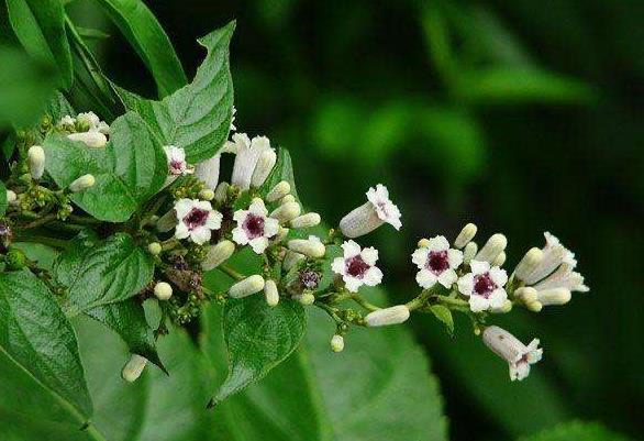 网络配图 网络配图