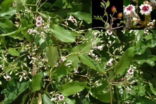 网络配图 网络配图