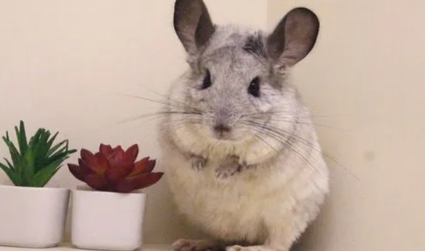 网络配图 网络配图