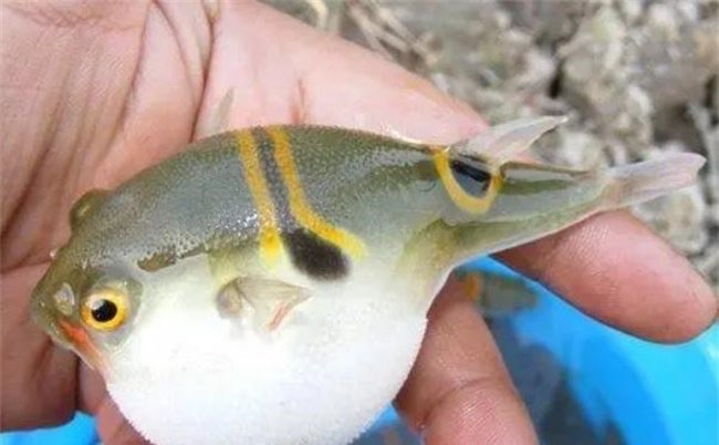 网络图片(侵删) 网络图片(侵删)