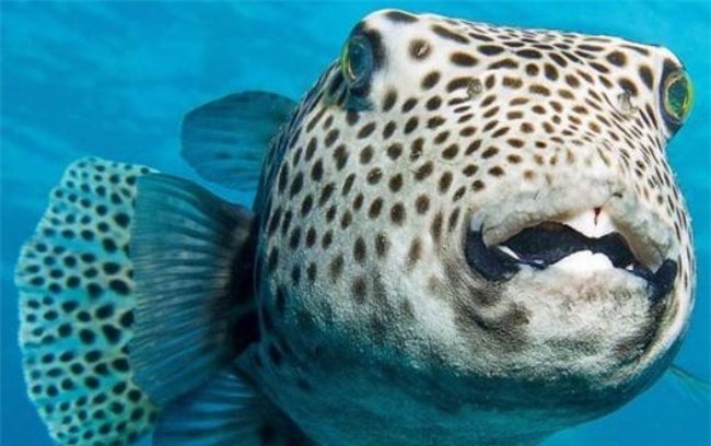 网络图片(侵删) 网络图片(侵删)