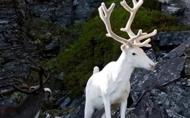 网络图片(侵删) 网络图片(侵删)