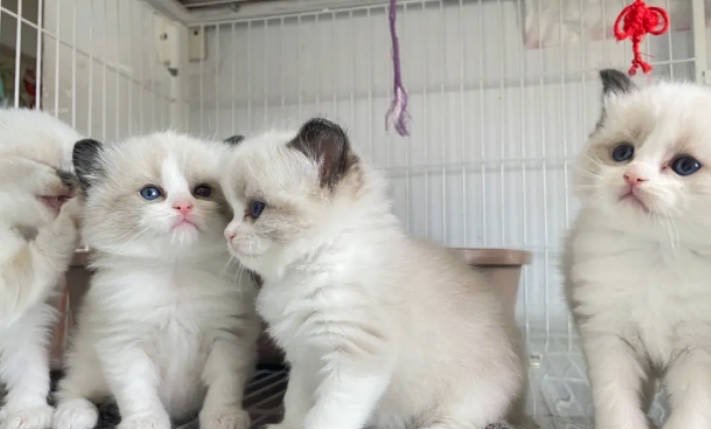 网络图片(侵删) 网络图片(侵删)