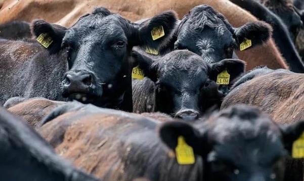 网络图片(侵删) 网络图片(侵删)