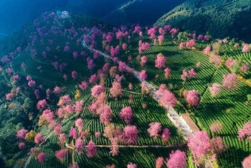 网络图片(侵删) 网络图片(侵删)