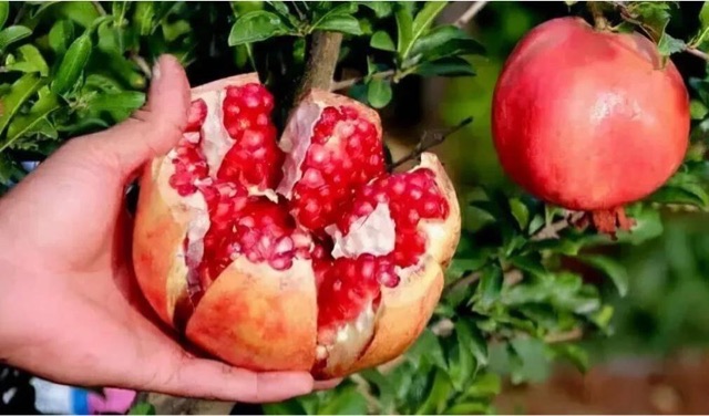 网络图片(侵删) 网络图片(侵删)