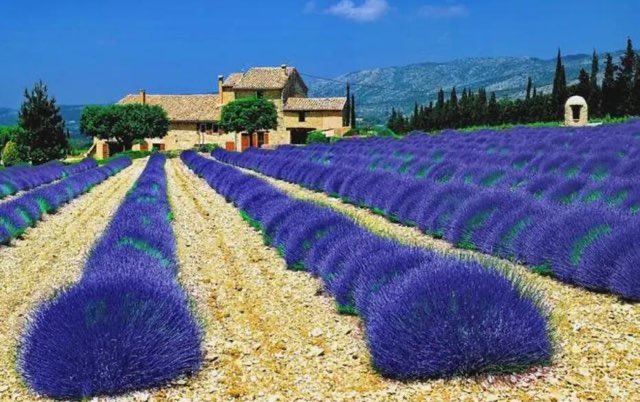 网络图片(侵删) 网络图片(侵删)