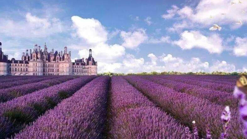 网络图片(侵删) 网络图片(侵删)